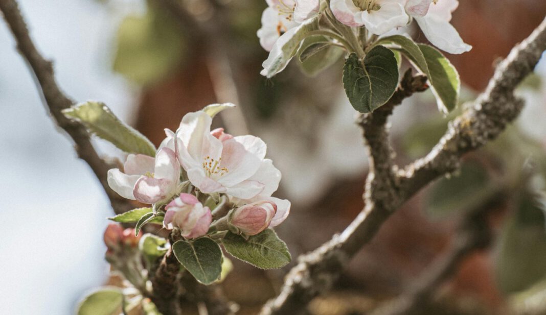Äppelblütefest in Naurod führt zu weiträumigen Umleitungen von Freitag bis Montag