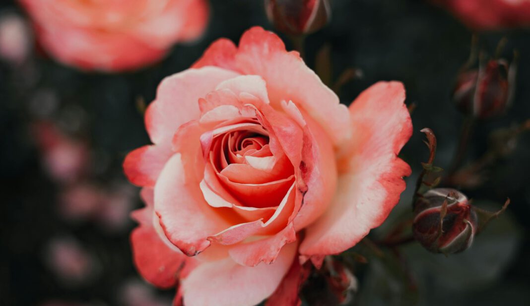 Eltville erweitert Rosenpatenschaften und führt Jahresmodell ein Eltville erweitert Rosenpatenschaften und führt Jahresmodell ein