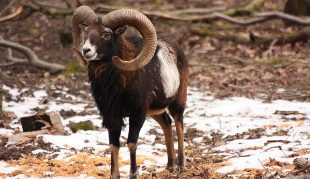 Fasanerie lädt Familien zu Exkursion über winterliche Strategien der Wildtiere ein Fasanerie lädt Familien zu Exkursion über winterliche Strategien der Wildtiere ein