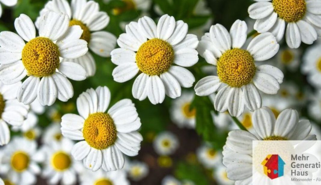 Florale Werkstatt im Mehrgenerationenhaus: Kreativtreff in Eltville am 9. Juli