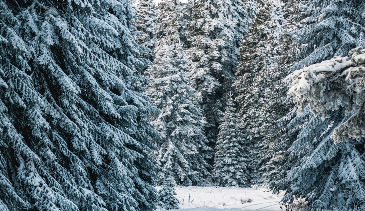 Forstamt Rüdesheim lädt zum Weihnachtsbaumkauf im Wald bei Rauenthal ein Forstamt Rüdesheim lädt zum Weihnachtsbaumkauf im Wald bei Rauenthal ein