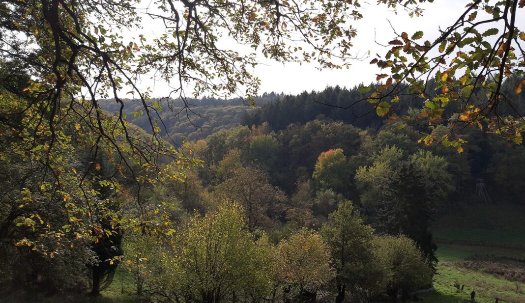 Neuer 5,4 Kilometer Rundweg in Rauenthal verbindet Ortskern und Landschaften Neuer 5,4 Kilometer Rundweg in Rauenthal verbindet Ortskern und Landschaften