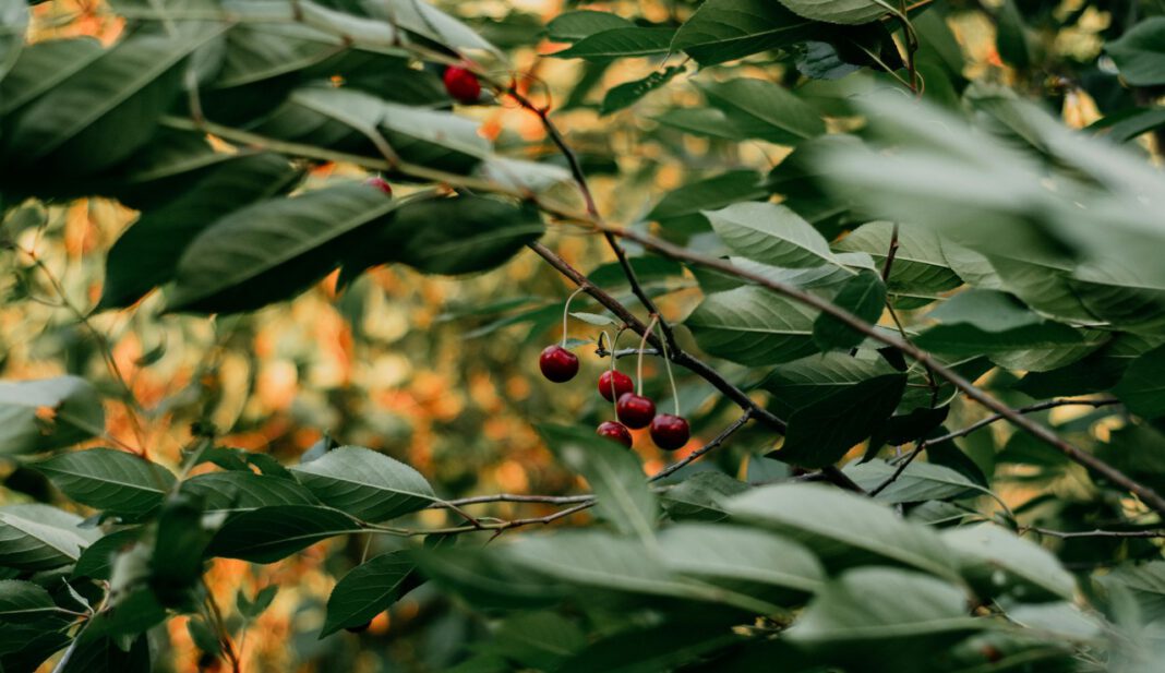 Pilzbefall zwingt Eltville zum Entfernen von vier Kirschbäumen Pilzbefall zwingt Eltville zum Entfernen von vier Kirschbäumen