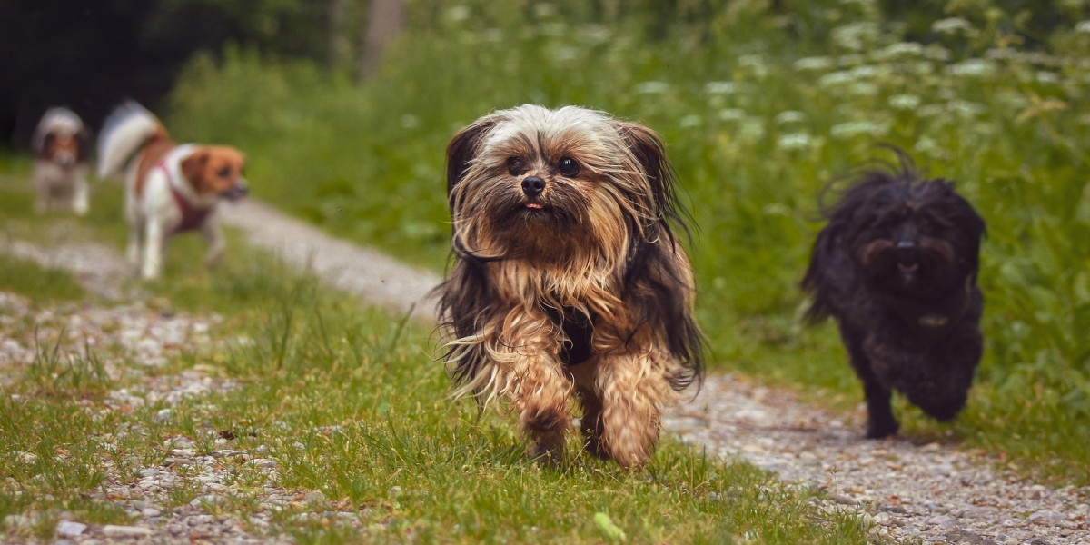 Tierheim Koblenz Neuzugänge 2023