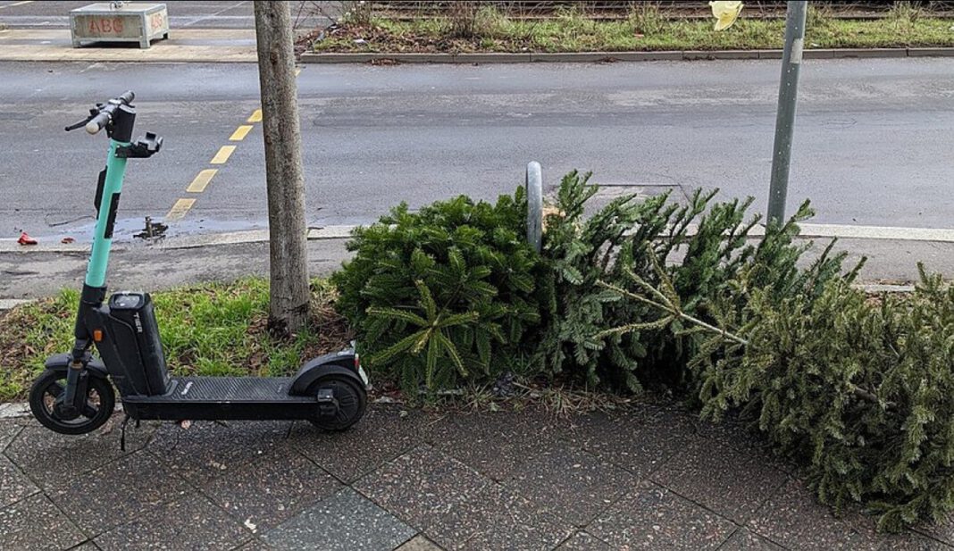 Wiesbaden legt Abholtermine für Weihnachtsbäume im Januar fest